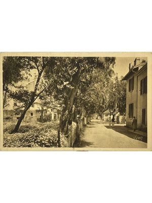 Porquerolles (Var) – La rue principale – Carte postale Yvon n° 319
